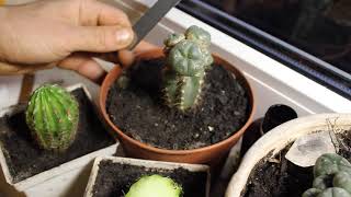 Cactus lophophora grafting [upl. by Husha]