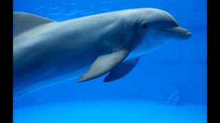 Mozart lullaby with sound of dolphin [upl. by Laurent]