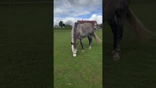 Dappled Grey Horse [upl. by Nahpets]