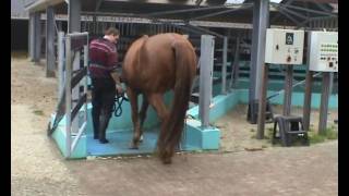 hoefbevangen paard in revalidatie bij Health 4 Horses wmv [upl. by Dnalyram]