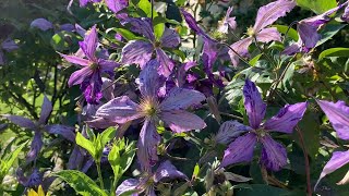 Mid and Late Summer flowering clematis [upl. by Lanevuj237]