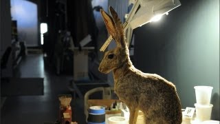 Restoring the Antelope Jackrabbits Ears [upl. by Ahsimac860]