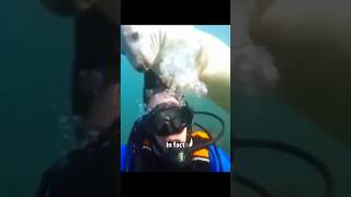 Seal attack diver shortvideo rescue cute animals lovestory [upl. by Araz]