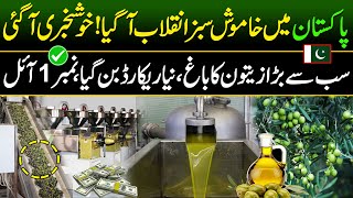 Big Olive oil Extraction in Pakistan  Olive oil Farming  Made In Pakistan [upl. by Elockcin]