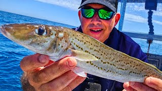 Cracking the King George Whiting Fishing Code Catch n Cook [upl. by Moina361]