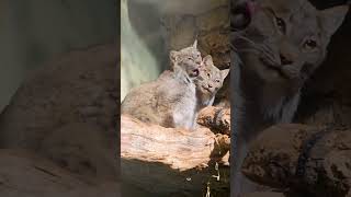 Linces canadenses se lambendo animais [upl. by Denyse]