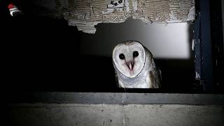 Barn Owl  calling [upl. by Absa588]