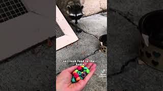 P07  The raccoon that stole cat food animals raccoon love curry [upl. by Erdnaxela]