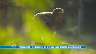 Les faucons un élevage aussi insolite quattachant   Météo à la carte [upl. by Philpot]