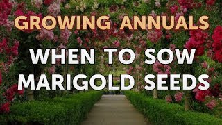 When to Sow Marigold Seeds [upl. by Elodia107]