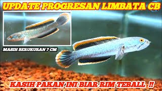 UPDATE 2 BULAN PROGRESAN LIMBATA CB  RIM SEMAKIN TEBALL [upl. by Dunham]