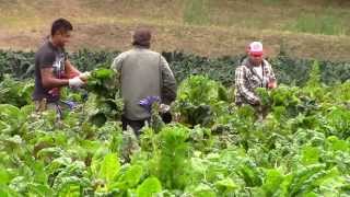 La AGRICULTURA del FUTURO Miguel Altieri [upl. by Gilmour]