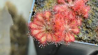 Drosera sp quotLantau Islandquot [upl. by Adliw]