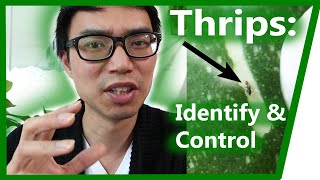 Thrips How to Identify amp Control  House Plant Journal [upl. by Navad595]