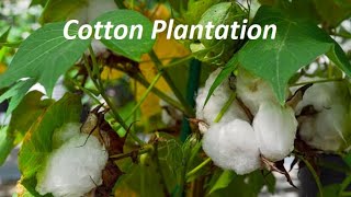 How cotton is produced [upl. by Yliak]