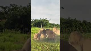 Bison vs lion Wild animals at close range animal fighting power competition [upl. by Alamak]