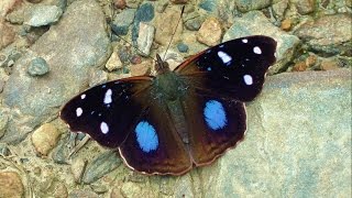 Yungas Rio Mariposas Bolivia [upl. by Ynnaf]