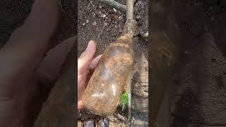 Freshly dug 100 yr old antique Citrate bottle [upl. by Plato]