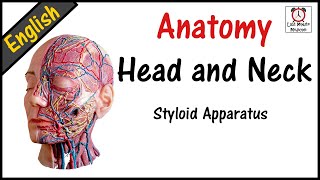 ENGLISH Anatomy  HEAD AND NECK 01 Styloid Apparatus [upl. by Sherilyn]