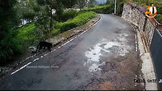 Black Panther amp Leopard Walking on Streets of Coonoor 🐆😳  Ooty  Nilgiris  Ramesh Nallayan [upl. by Arahk416]