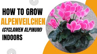 How to Grow Alpenveilchen Cyclamen Alpinum Indoors [upl. by Ursala]