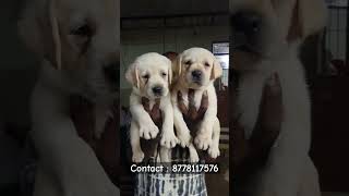 Labrador puppies  Tamil  more enquiries contact me  shorts shortsfeed labrador dog [upl. by Ortiz]