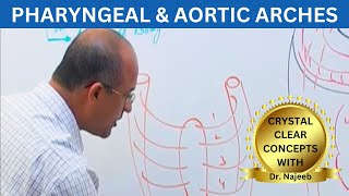 Pharyngeal and Aortic Arches  Embryology🩺 [upl. by Raffin]