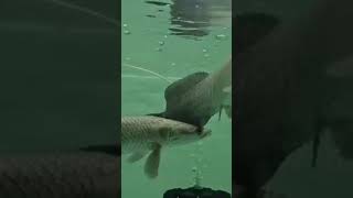 Arapaima monsterfish fish aquarium [upl. by Adnoluy330]