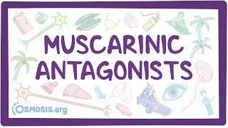 Muscarinic antagonists pharmacology [upl. by Lasko537]