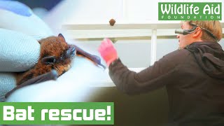 Tiny BAT needs help from wildlife rescuers [upl. by Dolores491]