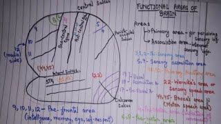 Functional Areas of Brain  Cerebral Cortex  Anatomy I very easy and important [upl. by Vastah]