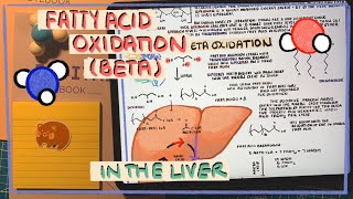 Detailed Overview of Fatty Acid Oxidation Beta Metabolism in the Liver [upl. by Zandt79]