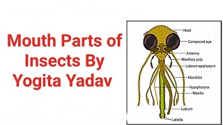 Mouth Parts of Insects By Yogita Yadav Easy explanation with Notes [upl. by Borreri]