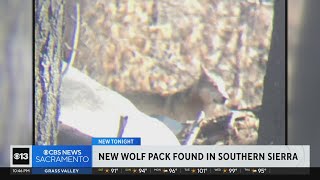 New California gray wolf pack spotted in Sequoia National Forest 200 miles from nearest known pack [upl. by Skelton]