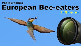 A SUPER location for European beeeaters in Scandinavia [upl. by Cristiona]