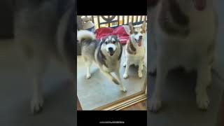 Silly Dogs dancing around [upl. by Christos]