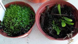 Introduction and care for Utricularia [upl. by Anisamoht224]