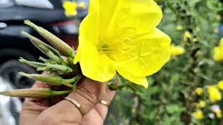 Evening primrose plant care in hindi  Oenothera beinnis plant  medicinal plant  herbal plant [upl. by Tasha]