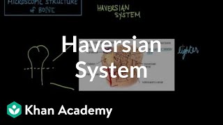 Microscopic structure of bone  the Haversian system  NCLEXRN  Khan Academy [upl. by Necyrb]