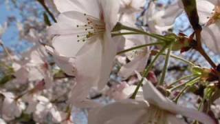 Sakura Japanese folk song 1 [upl. by Dick]