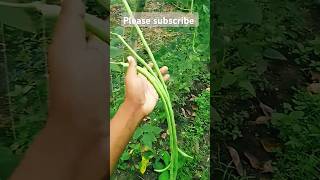 Barbati ki kheti ✅✅ funny kishan comedy 123kishan farming kisan shorts [upl. by Cicero]