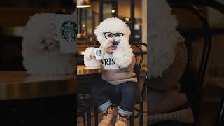 Bichon Frise Top Funny Video Bichon Frise drinking Starbucks [upl. by Dugaid648]