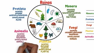 Clasificación de los seres vivos Taxonomía [upl. by Rasaec]