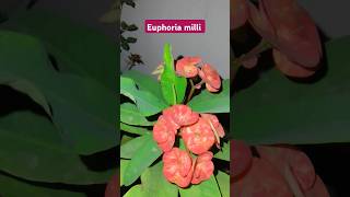 Euphorbia milli flowering care euphorbiamilli cactus gardenplants plantlover shorts [upl. by Adleme332]