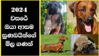 2024 වසරේ සුනඛ මිල ගණන්  dog price in sri lanka  2024  dog price in sinhala  new pet LK [upl. by Cohen]