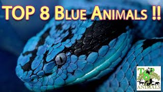 Top 8 Blue Animals [upl. by Flosi]