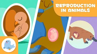 REPRODUCTION IN ANIMALS 🐶🐦 SEXUAL and ASEXUAL 🥚🤰🏻 OVIPAROUS VIVIPAROUS OVOVIPAROUS [upl. by Mik]