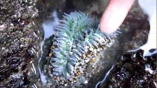 Poking a Sea Anemone Bodega Head California [upl. by Anrol]