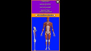 Sartorius MuscleOriginInsertion3D Actionmuscle of thigh gluteus vastus iliopsoas [upl. by Blinny]