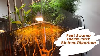 Creating a Peat Swamp Blackwater Biotope Riparium [upl. by Amin291]